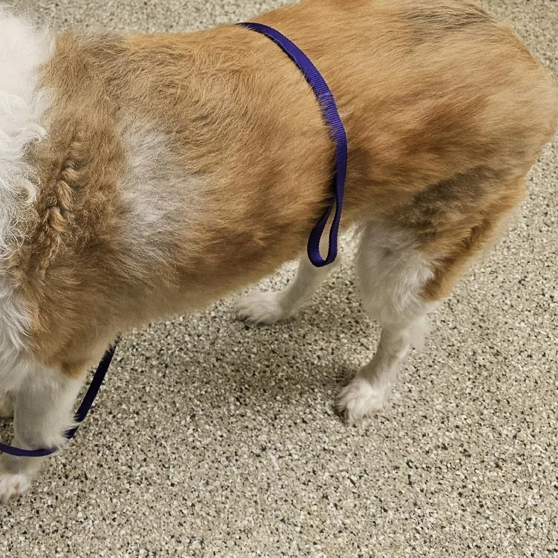 An adult large-sized male Brown / Chocolate Collie dog named Finley for adoption in Cedar Rapids, IA
