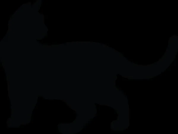 A young medium-sized female Domestic Short Hair cat named Faron for adoption in Melbourne, FL