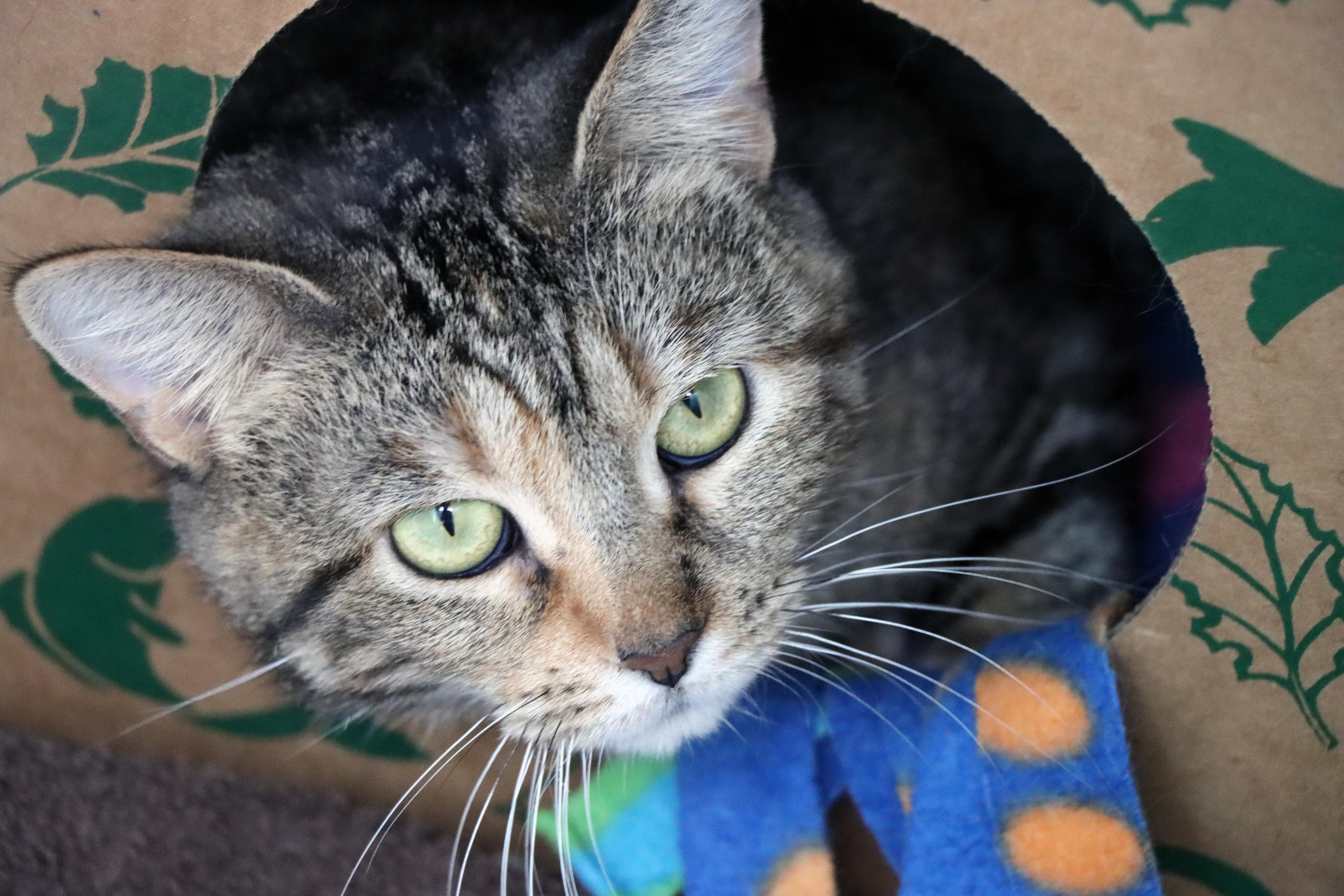 An adult medium-sized female Torbie Domestic Short Hair cat named Tammy for adoption in House Springs, MO