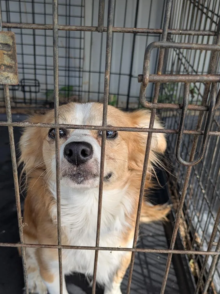 A young large-sized male Chihuahua dog named Rooster for adoption in Brownwood, TX