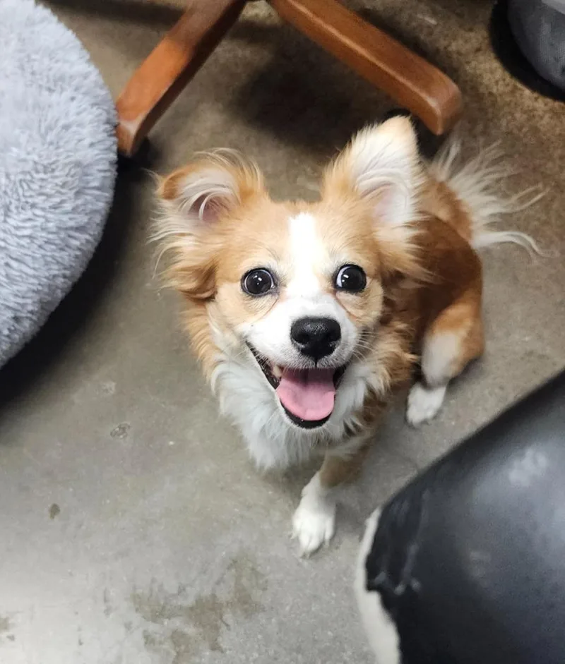 Rooster thumbnail 2