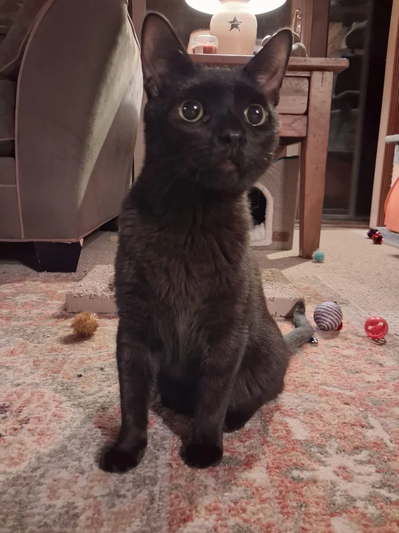 Vinnie