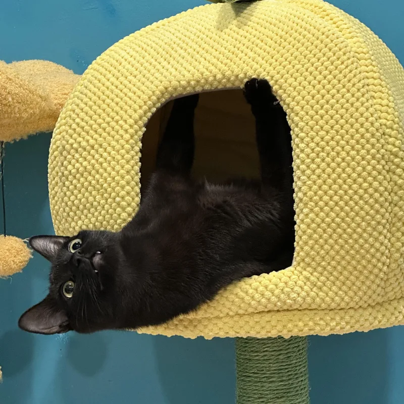 Vinnie thumbnail 5