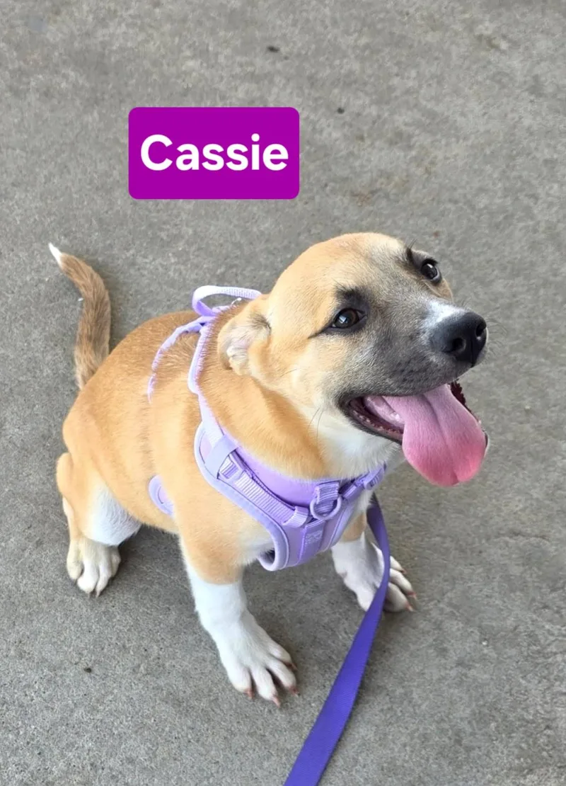 A baby medium-sized female White / Cream Black Mouth Cur dog named Cassie for adoption in Clinton, MO