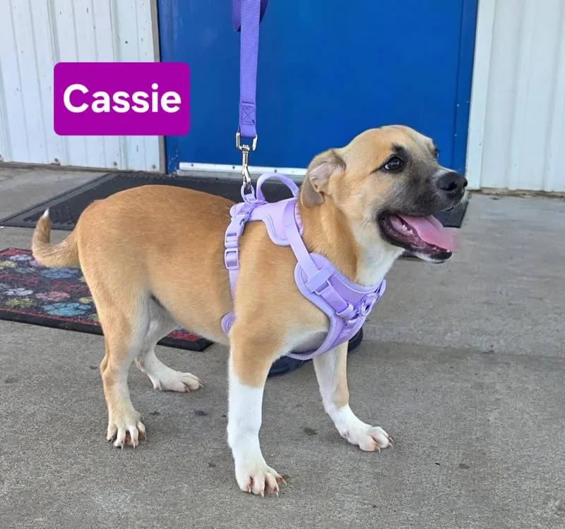 Cassie thumbnail 2