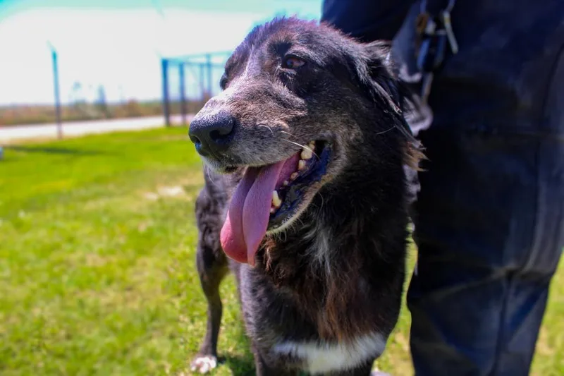An adult large-sized male Border Collie dog named Max for adoption in McFarland, CA