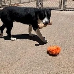 A baby medium-sized male Black Border Collie dog named Benny for adoption in Bernalillo, NM