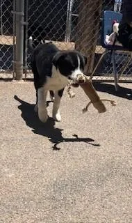 Benny thumbnail 2