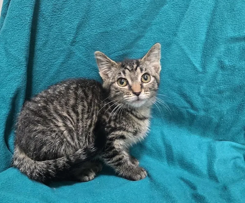 A baby small-sized female Domestic Short Hair cat named Apple for adoption in Dickson, TN
