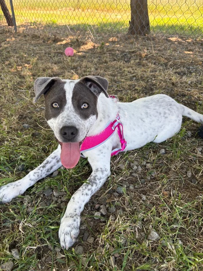 A baby large-sized female Pit Bull Terrier dog named Chai for adoption in Vacaville, CA