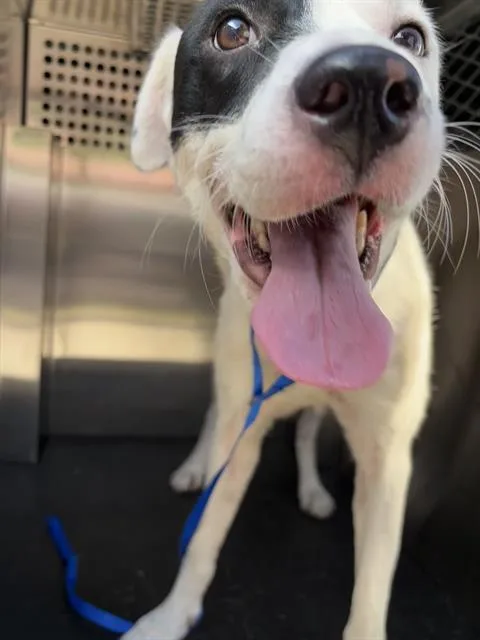 An adult large-sized male Labrador Retriever dog named Roscoe for adoption in Grand Prairie, TX