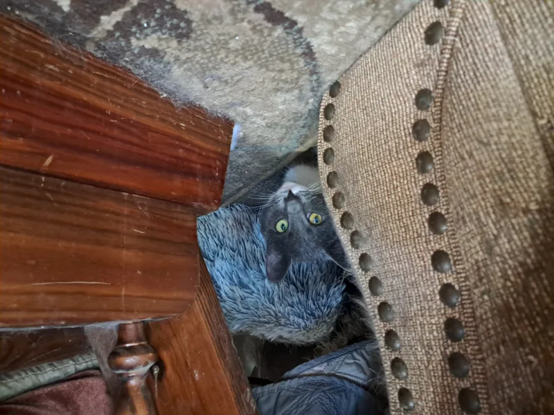 Millie & Snuffleupagus thumbnail 2