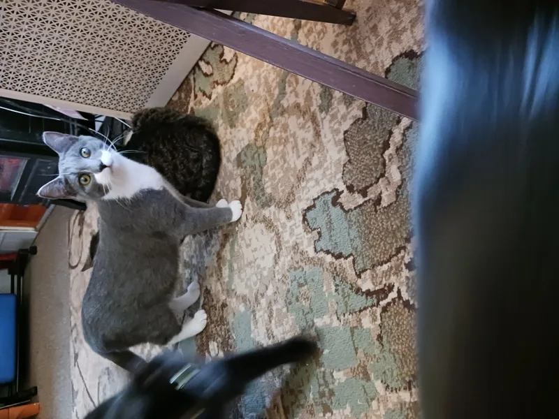 Millie & Snuffleupagus thumbnail 3