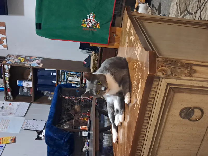 Millie & Snuffleupagus thumbnail 4