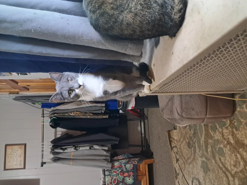 Millie & Snuffleupagus thumbnail 5