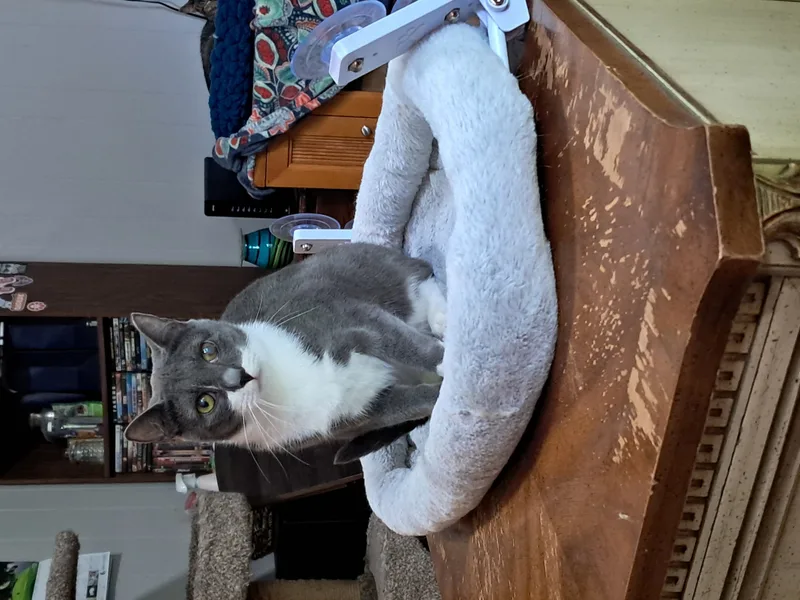 Millie & Snuffleupagus thumbnail 6