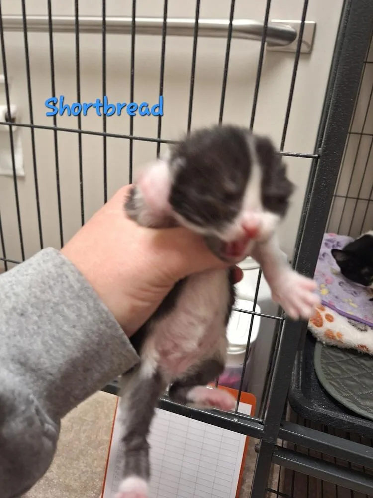 Shortbread thumbnail 2