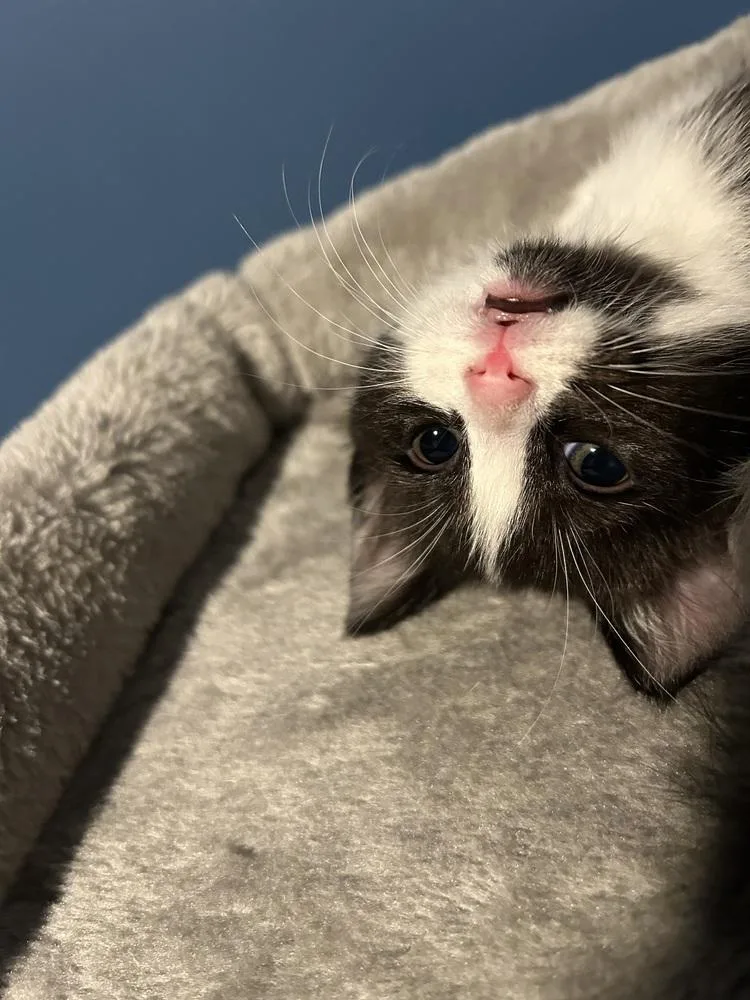 Shortbread thumbnail 3