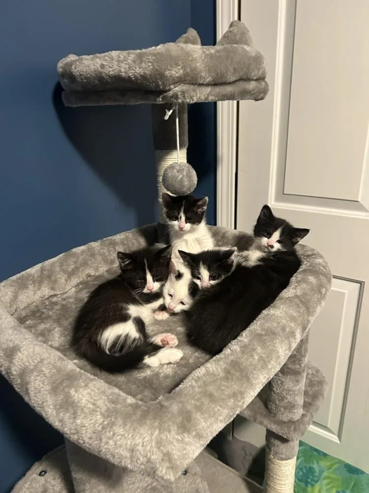 Shortbread thumbnail 4