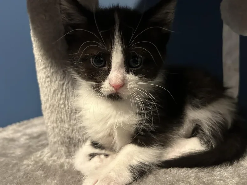 Shortbread thumbnail 5