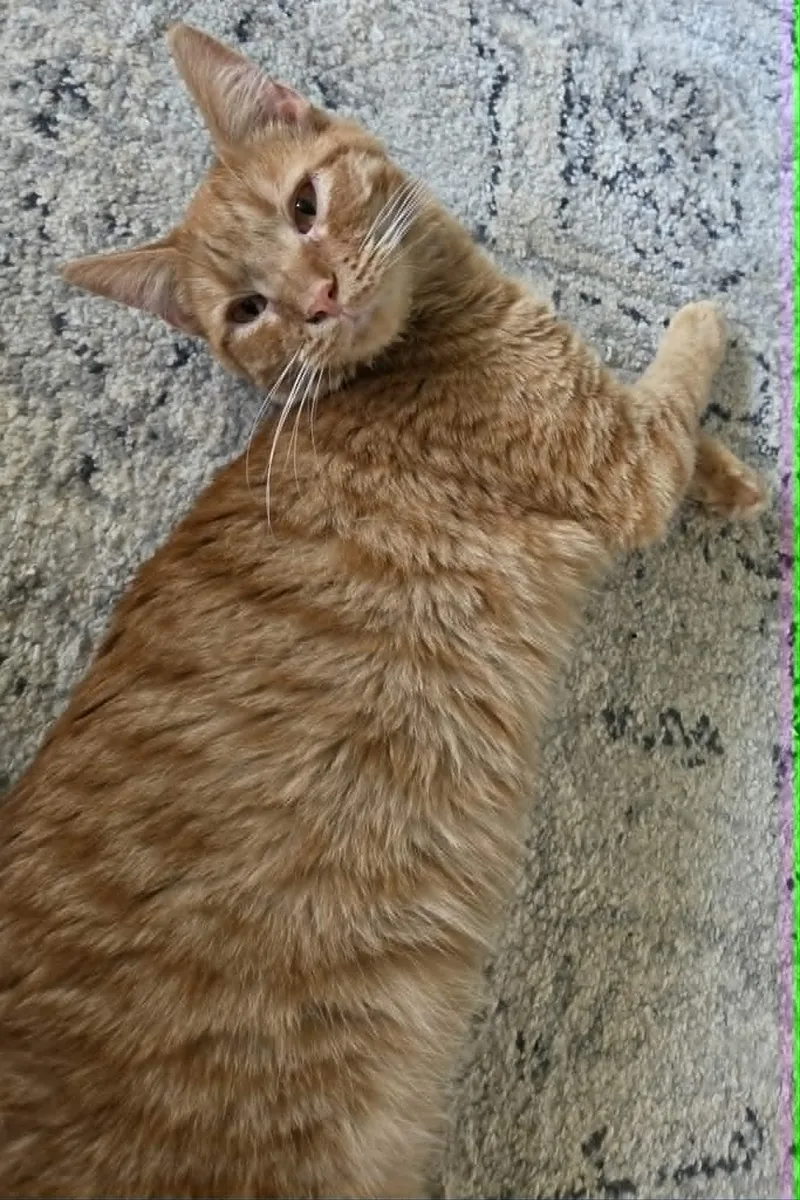 A young medium-sized male Tabby (Orange / Red) Tabby cat named Cheddar for adoption in Greensburg, PA