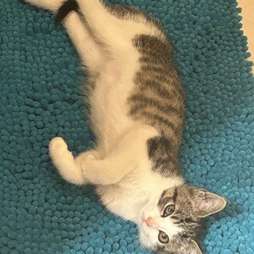A baby small-sized male Tabby (Brown / Chocolate) Domestic Short Hair cat named Beatbox for adoption in Fishers, IN