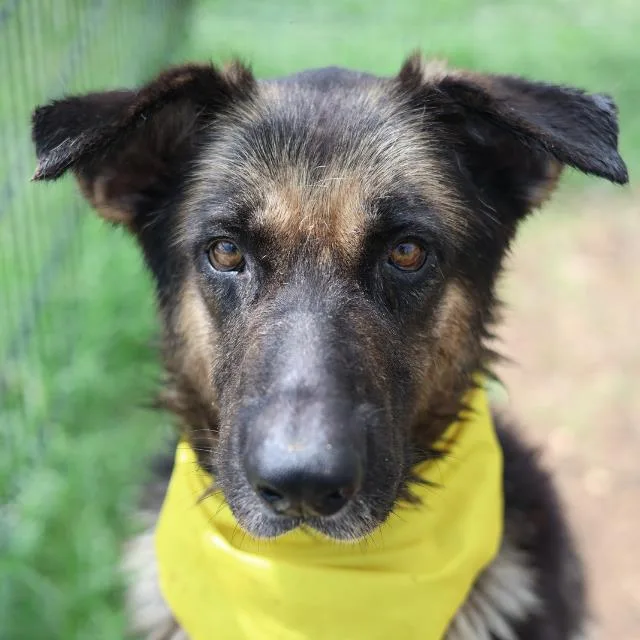 An adult large-sized male German Shepherd Dog dog named Melvin for adoption in San Antonio, TX