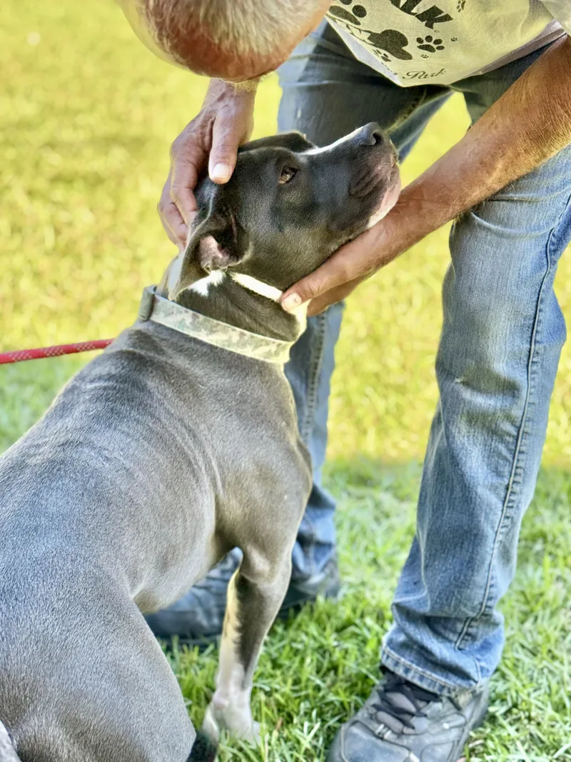 Pickles!  From A thumbnail 2