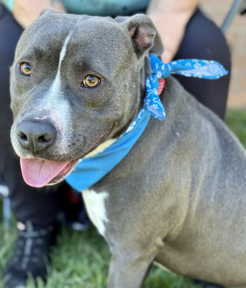 Pickles!  From A thumbnail 6