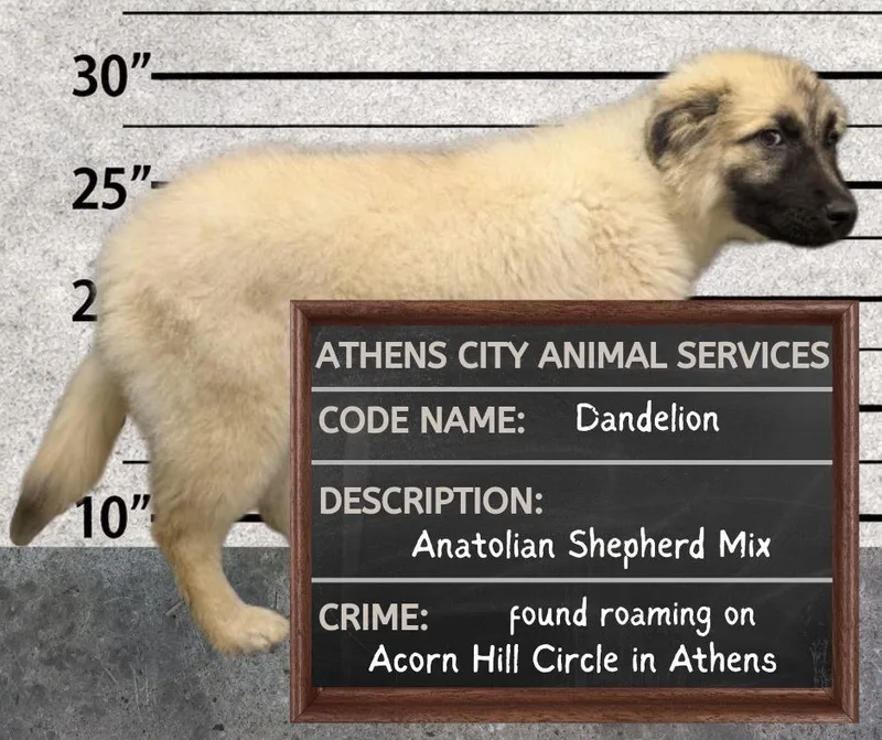 A baby large-sized male Anatolian Shepherd dog named Dandelion  Hold Until for adoption in Athens, AL