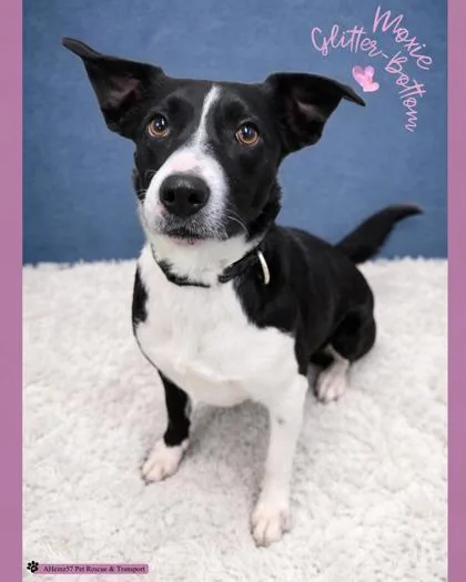 Moxie Glitterbottom thumbnail 2