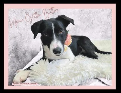 Moxie Glitterbottom thumbnail 4