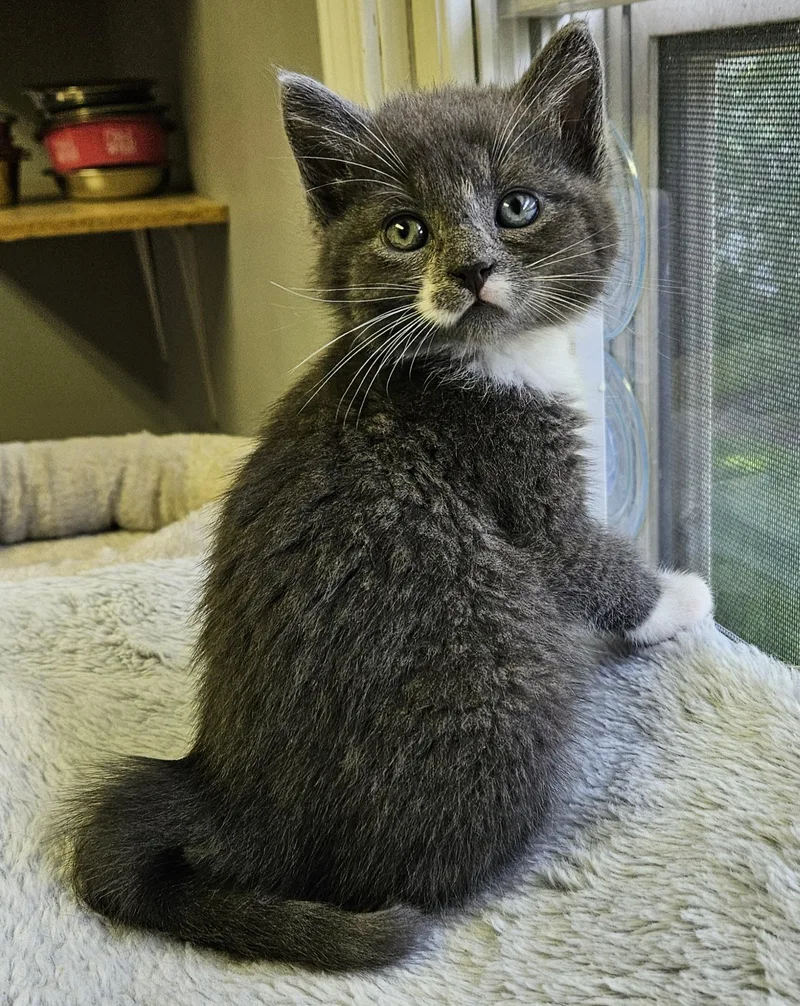 A baby small-sized female Gray / Blue / Silver Domestic Short Hair cat named Puffball for adoption in Brockport, NY