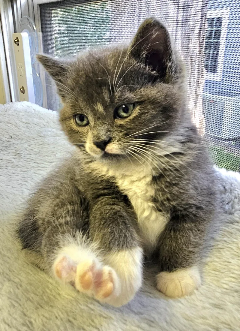 Puffball thumbnail 2