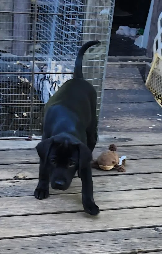 A baby medium-sized female Black Labrador Retriever dog named Mika for adoption in Chicopee, MA