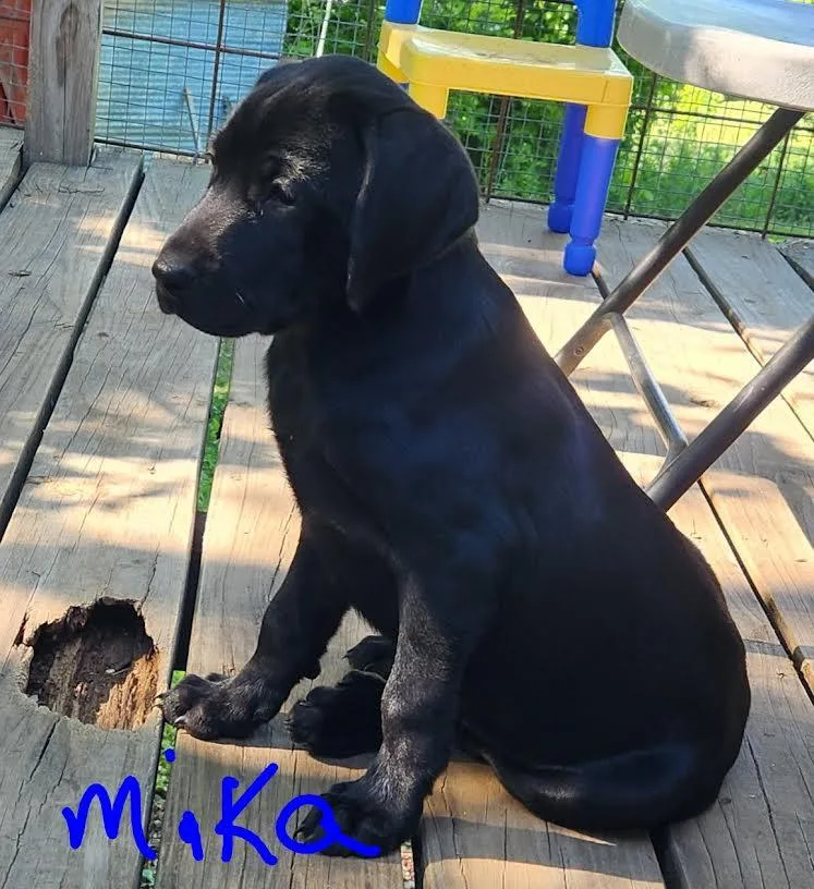Mika thumbnail 4
