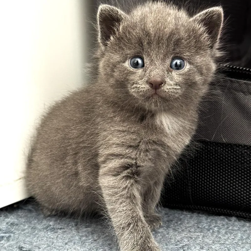 A baby small-sized male Gray / Blue / Silver Domestic Short Hair cat named Tubbs for adoption in Chantilly, VA