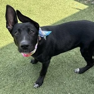 A baby medium-sized female German Shepherd Dog dog named Dory for adoption in The Colony, TX