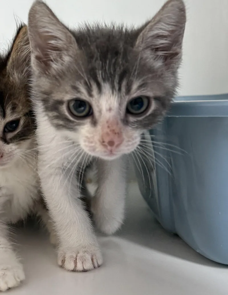 A baby small-sized male Brown / Chocolate Domestic Short Hair cat named Junimo for adoption in Oakland, CA