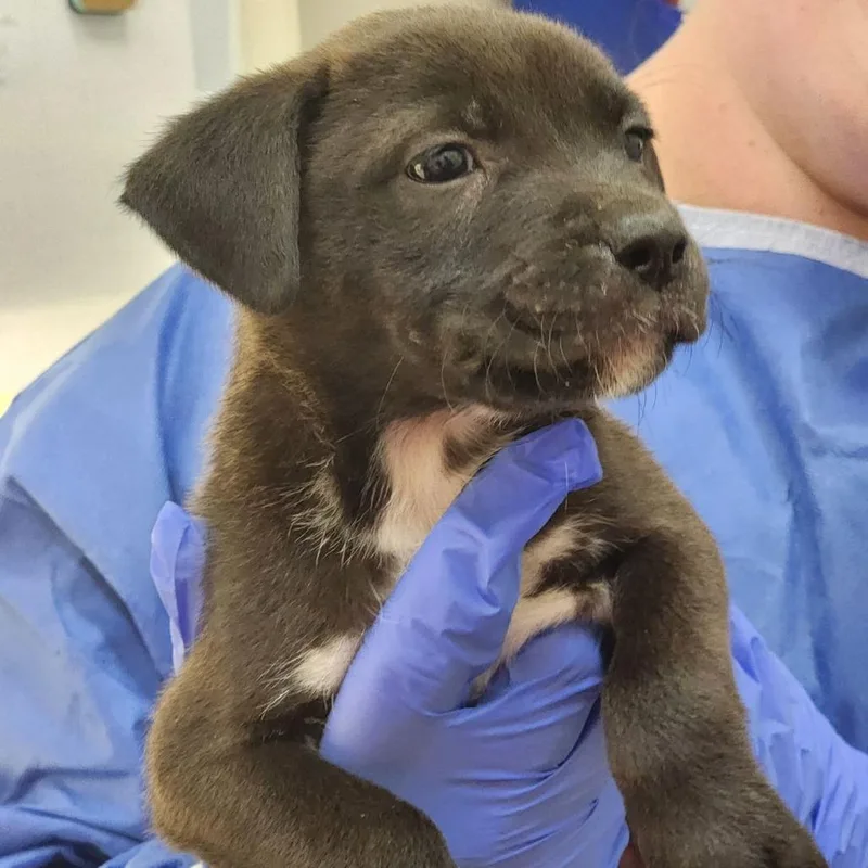 A baby small-sized male Black Mixed Breed dog named Dune for adoption in Auburn, AL