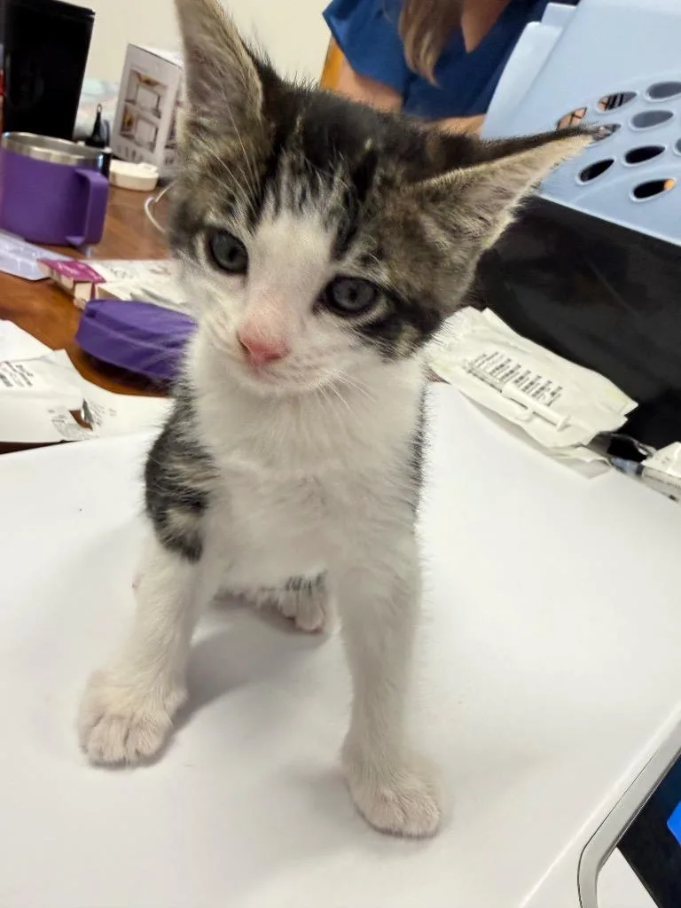 A baby small-sized male Domestic Short Hair cat named Citrullus for adoption in Thousand Oaks, CA