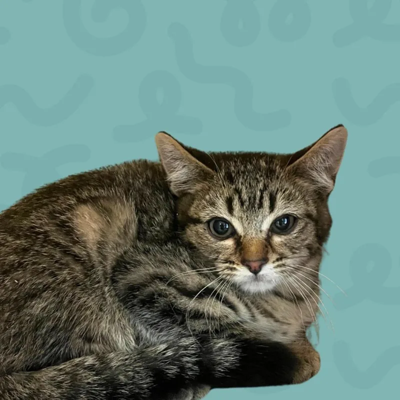 Engelburt