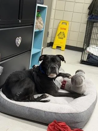 A senior large-sized male Mixed Breed dog named Biggie for adoption in Clarks Summit, PA