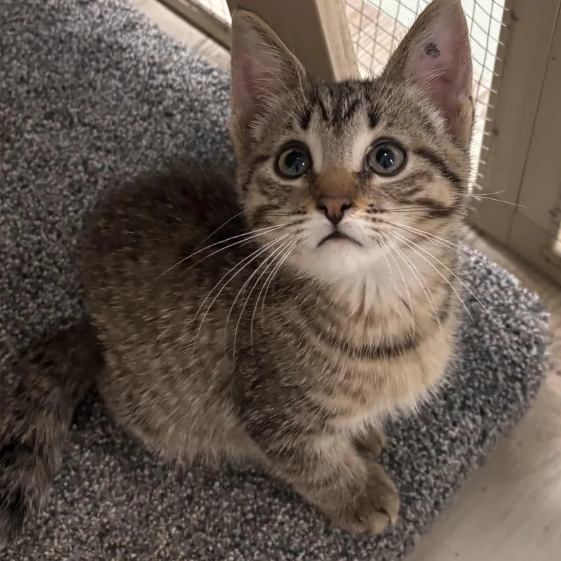 A baby medium-sized female Tabby (Brown / Chocolate) Domestic Short Hair cat named Freedom for adoption in Toledo, OH