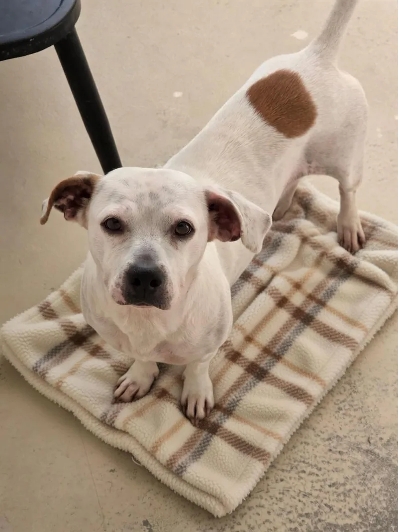 An adult small-sized female Beagle dog named Bluey for adoption in Dandridge, TN