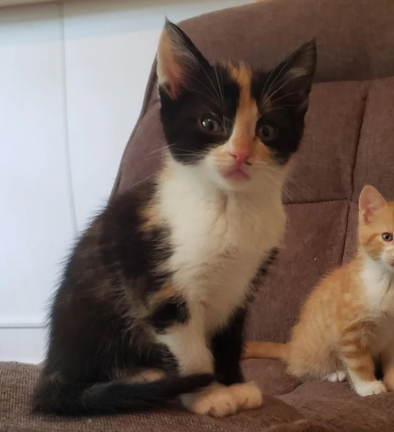 A baby medium-sized female Domestic Medium Hair cat named Zora for adoption in Cuyahoga Falls, OH
