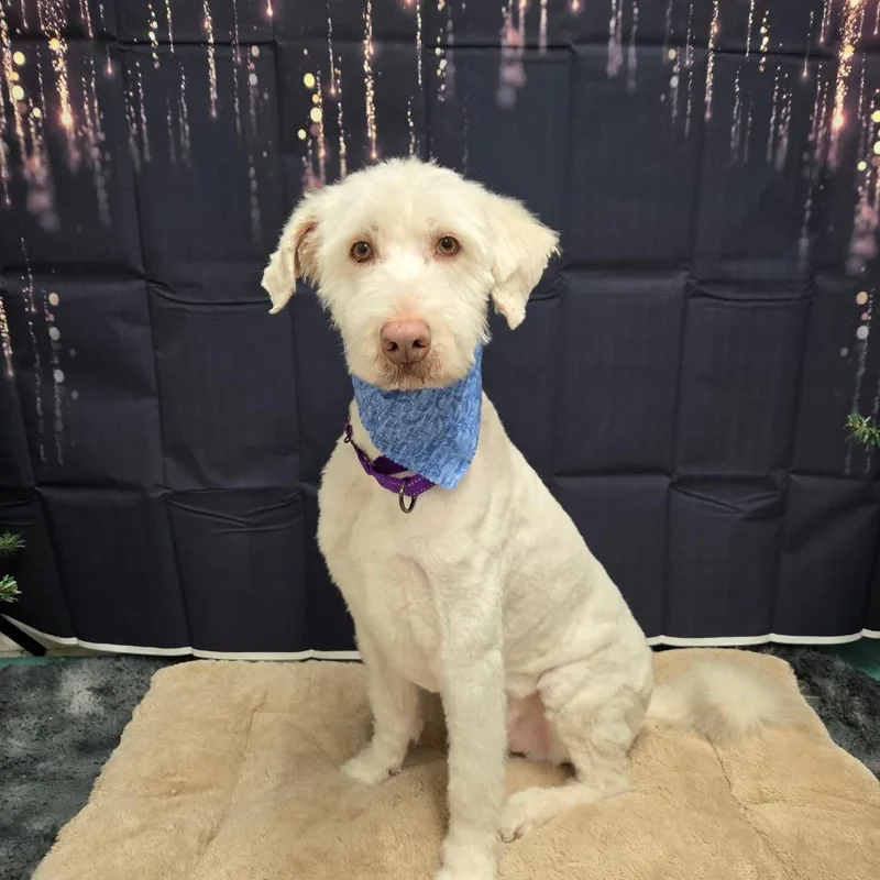 An adult medium-sized male White / Cream Husky dog named Brodie for adoption in Pennsville, NJ