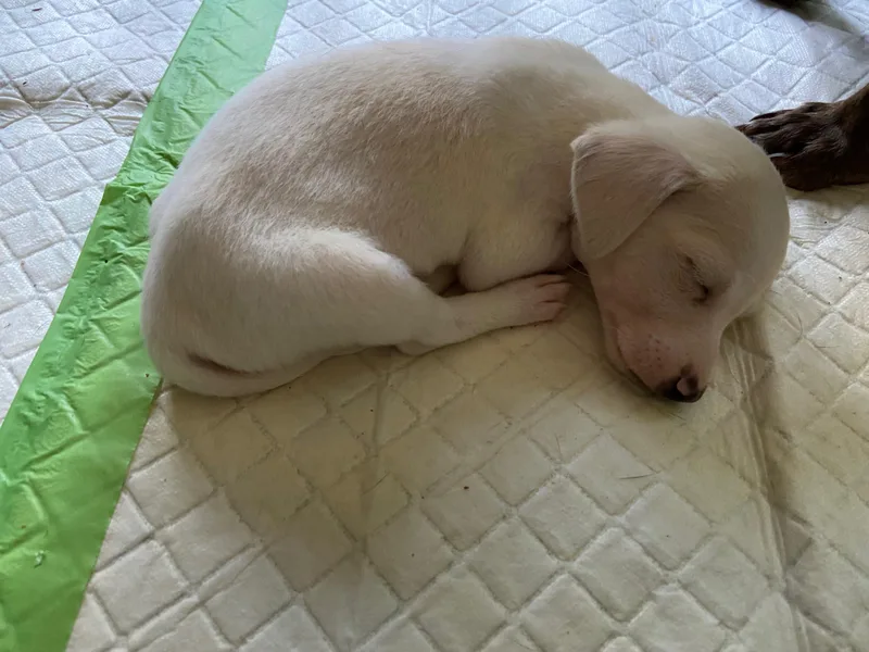 A baby small-sized male White / Cream Dachshund dog named Onyx for adoption in Newfoundland, NJ