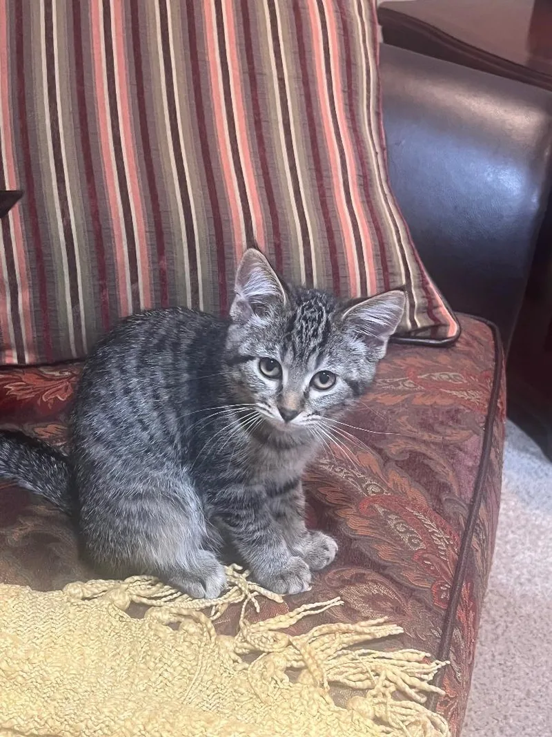 A baby medium-sized female Tabby (Brown / Chocolate) Domestic Short Hair cat named Elsie for adoption in Mokena, IL