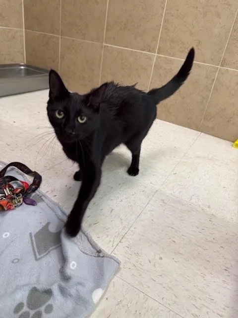 An adult medium-sized female Black Domestic Short Hair cat named Nova for adoption in Hobbs, NM